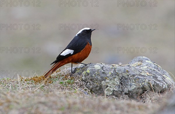 White-winged Redstart