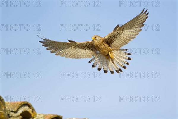 Lesser lesser Common Kestrel