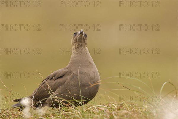 Arctic Skua