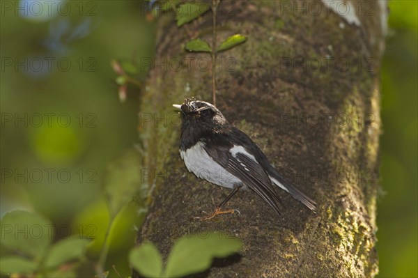 North Island Tomtit