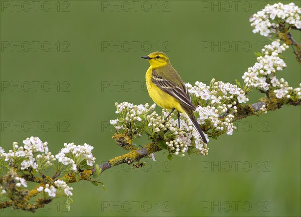 Yellow Wagtail