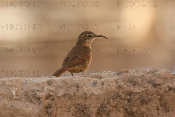 White-throated Earthcreeper