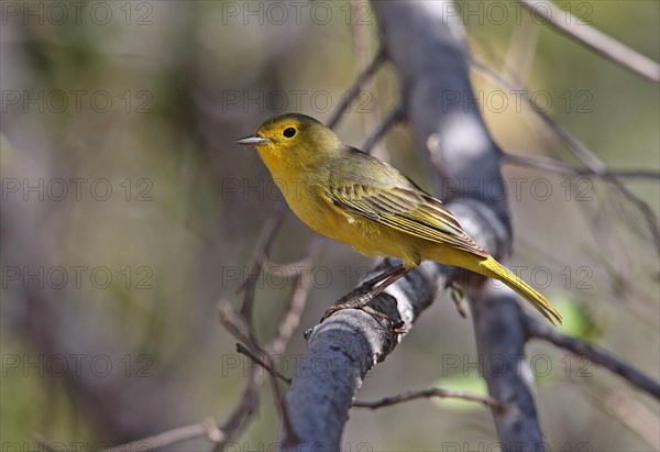 Yellow Warbler