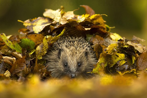 European Hedgehog