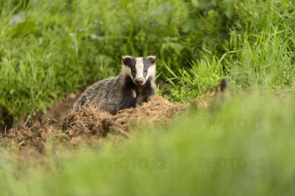 Eurasian Badger