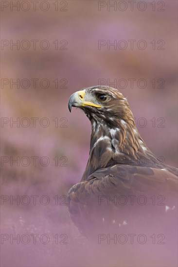 Golden eagle