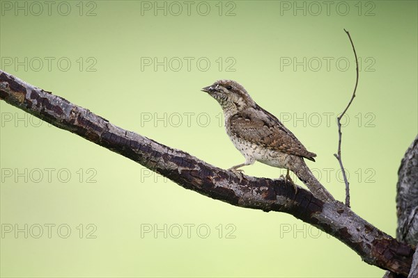 Eurasian eurasian wryneck