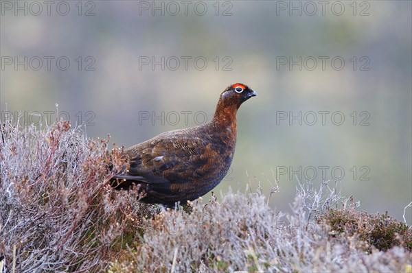 Scottish Grouse