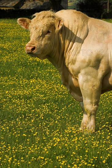 Domestic cattle