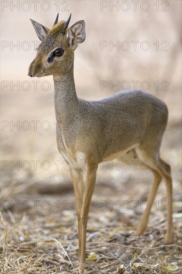 Guenther's dik-dik