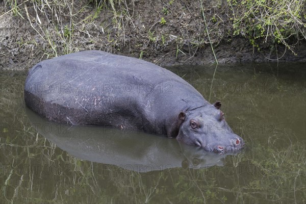 Hippopotamus