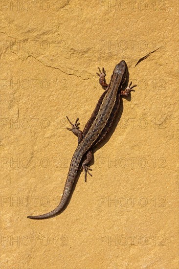 Viviparous lizard