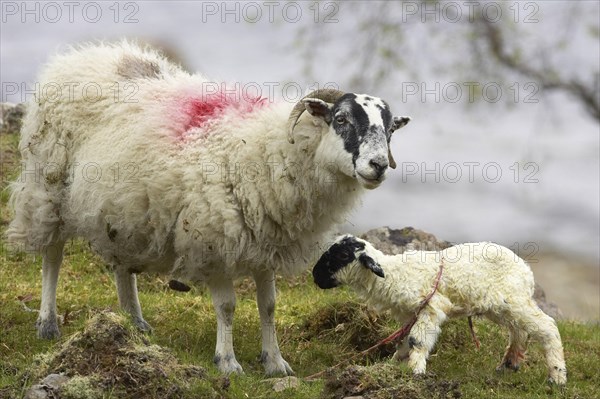 Domestic sheep