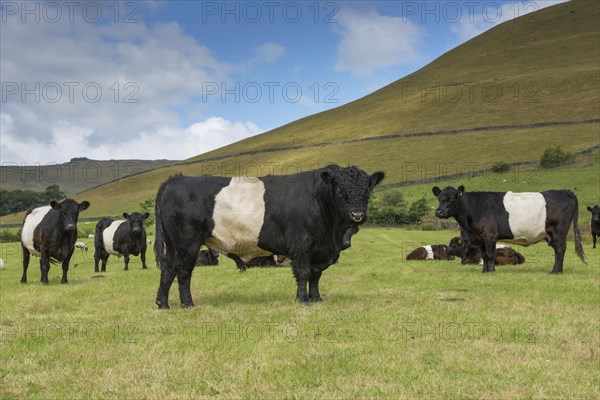 Domestic cattle