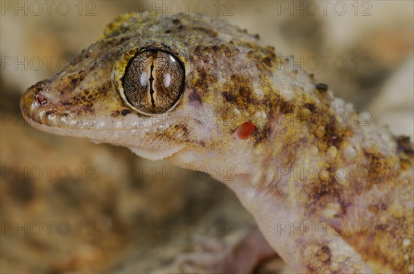 Half-fingered gecko