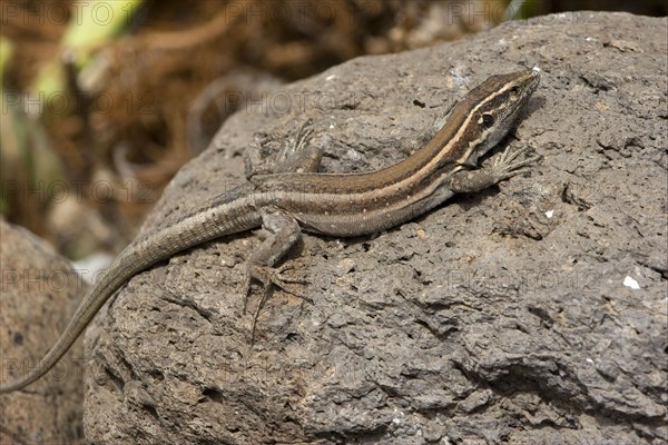 Small Canary Island Lizard