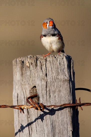 Zebra Finch