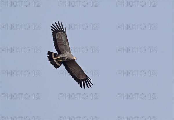 African Harrier-hawk