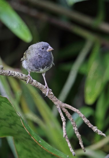 Black-faced Grassquit