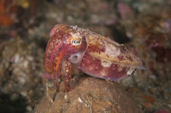 Broadclub cuttlefish