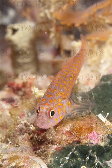 Okinawa Dwarfgoby