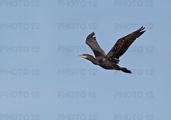 Neotropic Cormorant