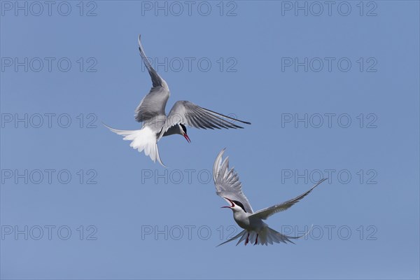 Arctic Tern