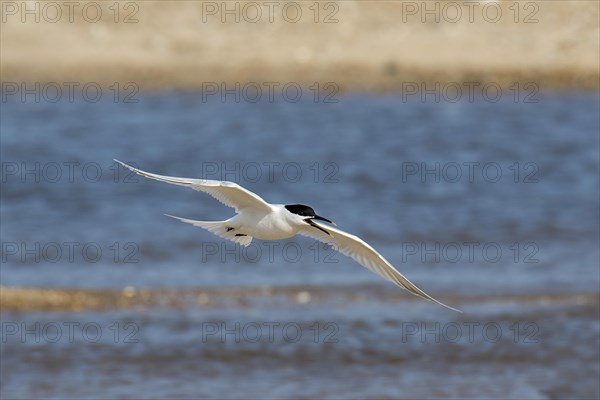 Sandwich Tern