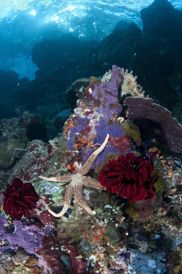 Yellow mesh starfish