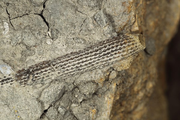 Fossil sea urchin spine