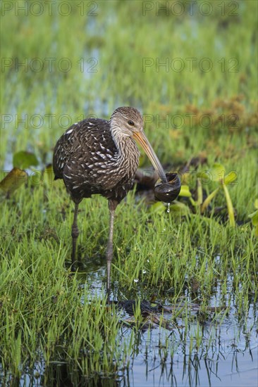 Limpkin