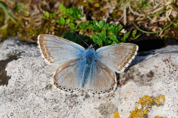 Chalkhill Blue