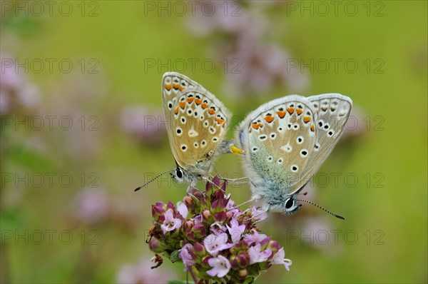 Common Blue