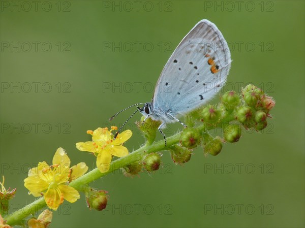 Short-tailed Blue