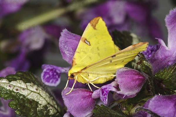 Yellow moth