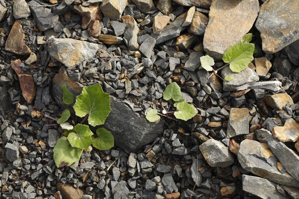 Coltsfoot