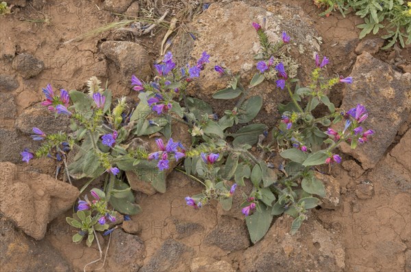 Lanzarote Bugloss