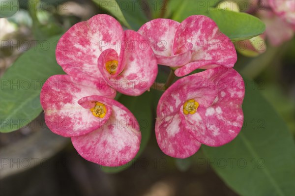 Crown of thorns