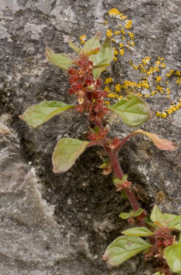 Spreading pellitory