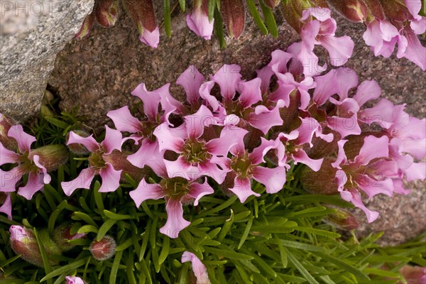 Dwarf Soapwort