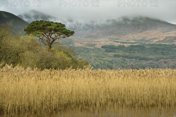 Common reed