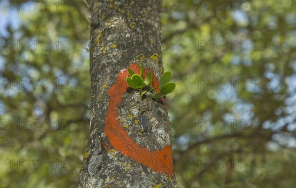 Red-berried Mistletoe