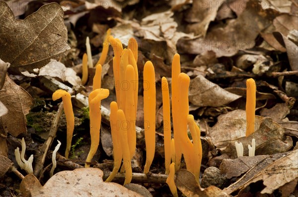 Yellow Club Fungus