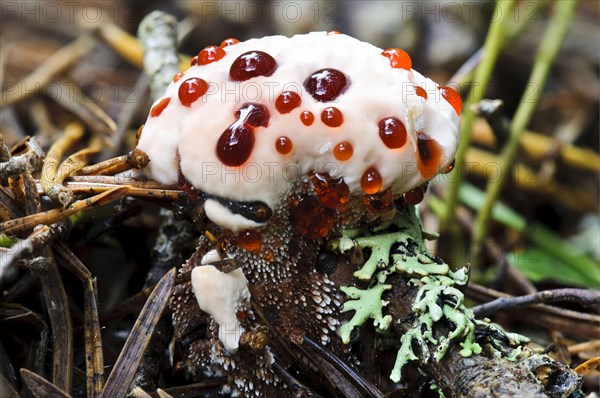 Devil's Tooth Fungus