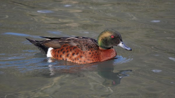 Chestnut-breasted teals