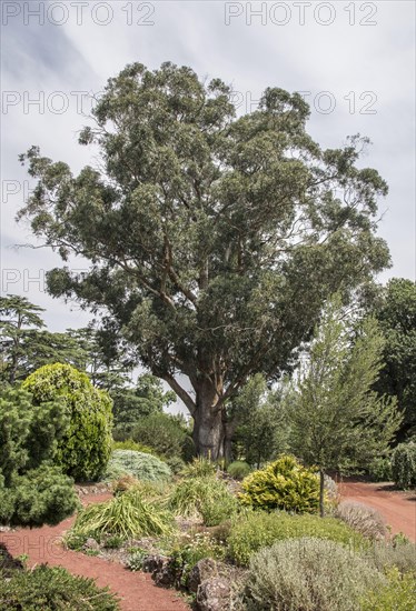 Blue Eucalyptus