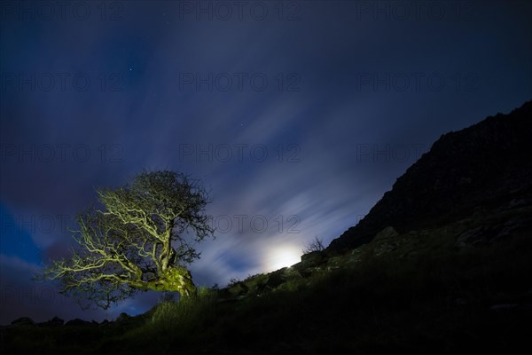 Common Hawthorn