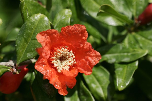 Pomegranate