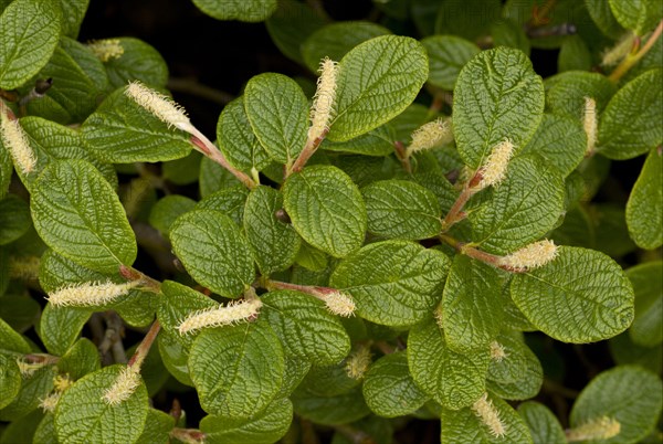 Net-leaved willow