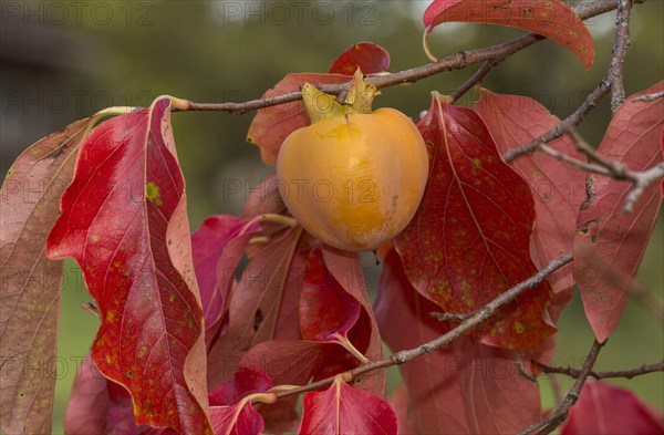 Japanese Persimmon